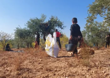 بدعوى الاستثمار.. النظام السوري يصادر أراضي النازحين