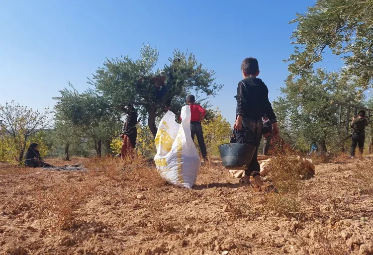 بدعوى الاستثمار.. النظام السوري يصادر أراضي النازحين