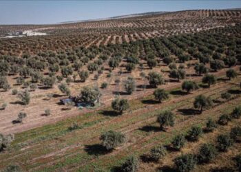 تقرير: النظام يستولي على أراض جديدة لمهجري إدلب عبر تكتيك المزادات