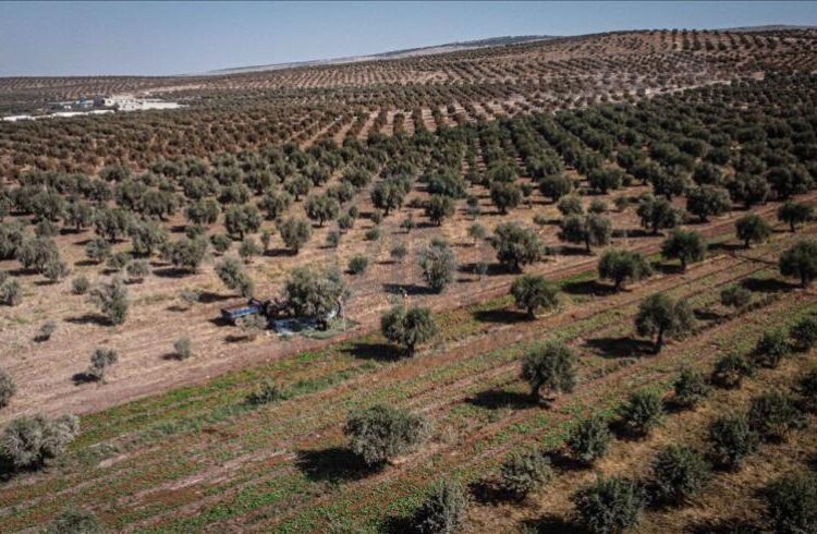 تقرير: النظام يستولي على أراض جديدة لمهجري إدلب عبر تكتيك المزادات