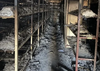 من أمريكا اللاتينية إلى العراق.. تجارب ملهمة للتعامل مع أرشيفات القمع في سوريا