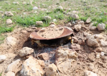 قتلت منهم ألفا.. أطفال الرقة ينبشون مخلفات الحرب بحثا عن لقمة عيش