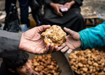The murders of Syrian truffle hunters are not all they seem